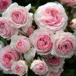 Роза шраб "Larissa"