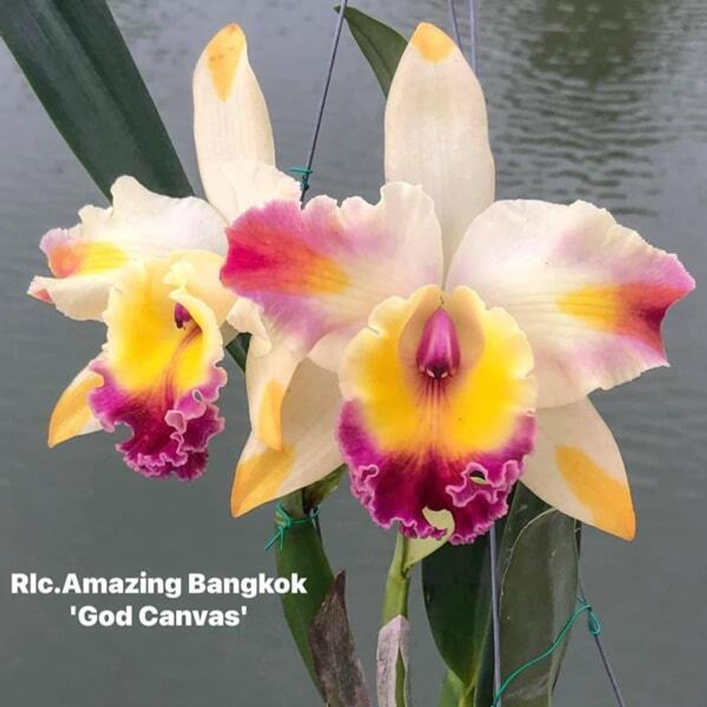 Орхидея ринхолелиокаттлея RLC. AMAZING BANGKOK GOD CANVAS