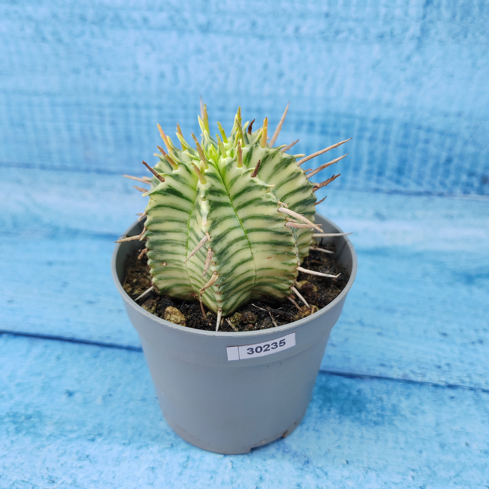 Euphorbia meloformis f. Variegated (Эуфорбия вариегатная)