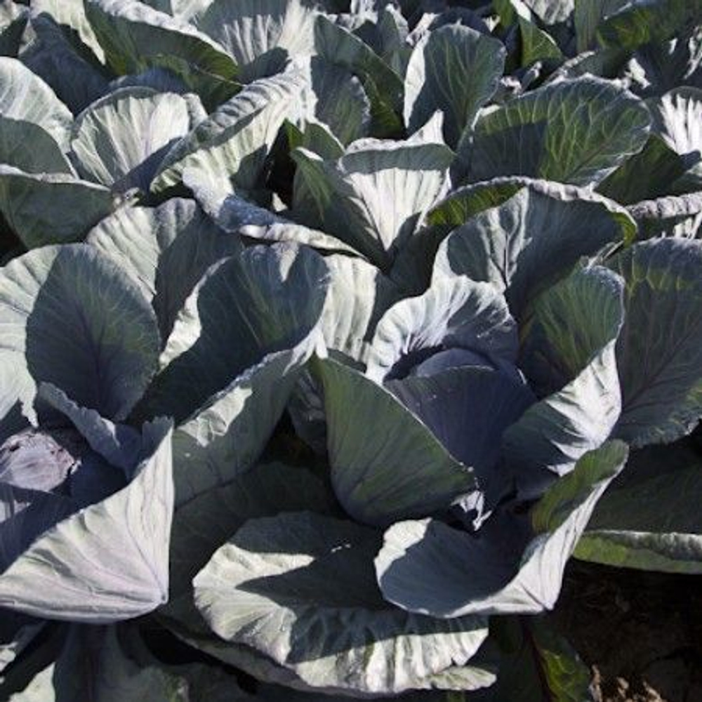 Родима F1 семена капусты краснокочанной (Rijk Zwaan / Райк Цваан)