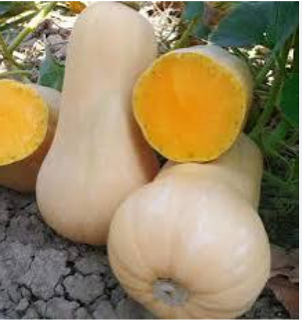 Тыква UG 205 F1 1000 семян