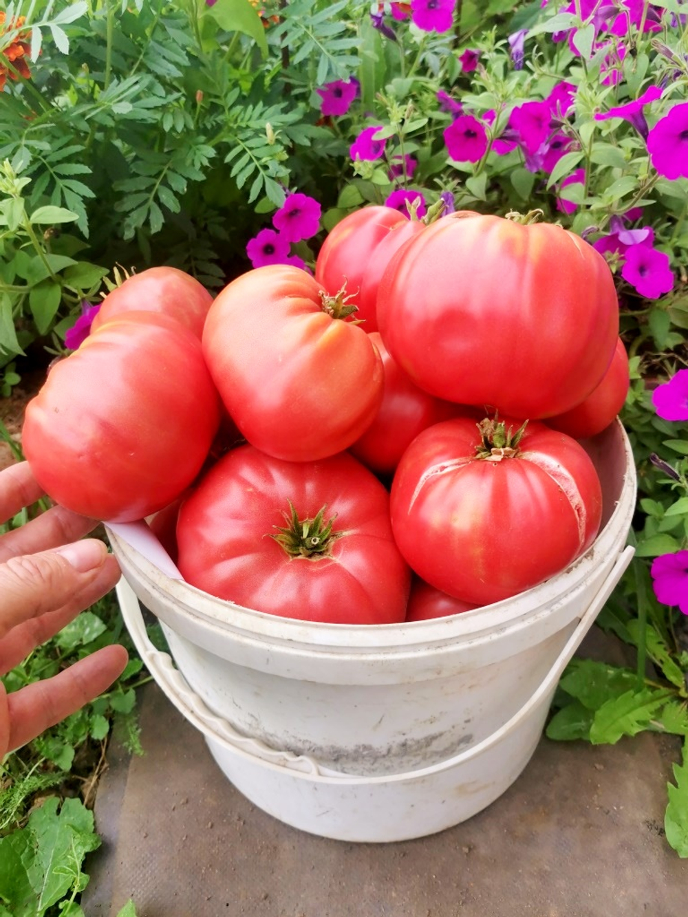 Легендарная Сызранская Розовая Ранняя Помидора