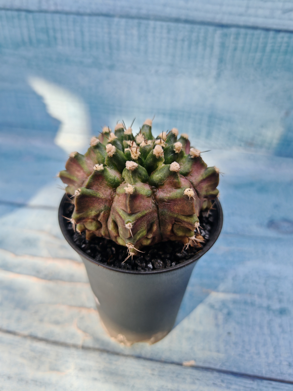 Gymnocalycium T-Rex Pink hybrid (Гимнокалициум)