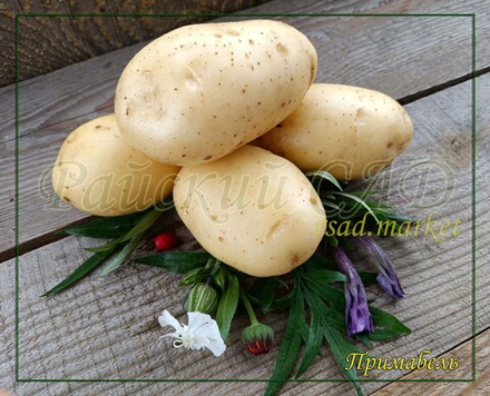 Семенной Картофель Примабель