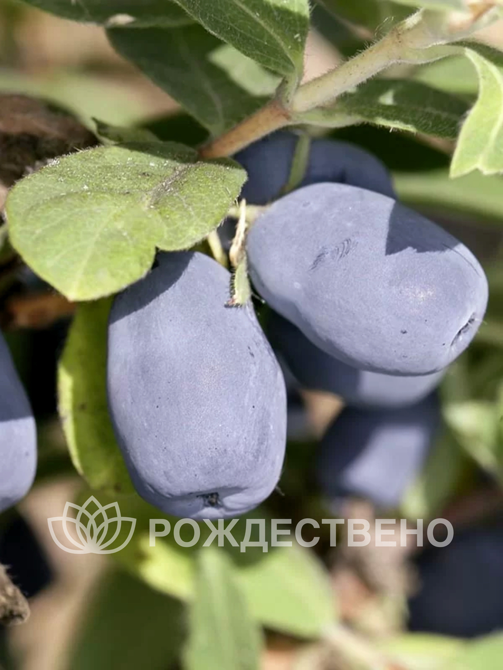 Жимолость Индиго Джем