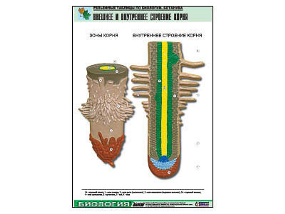 Рельефная таблица &amp;#34;Внешнее и внутреннее строение корня&amp;#34;  (формат А1, матовое ламинир.)