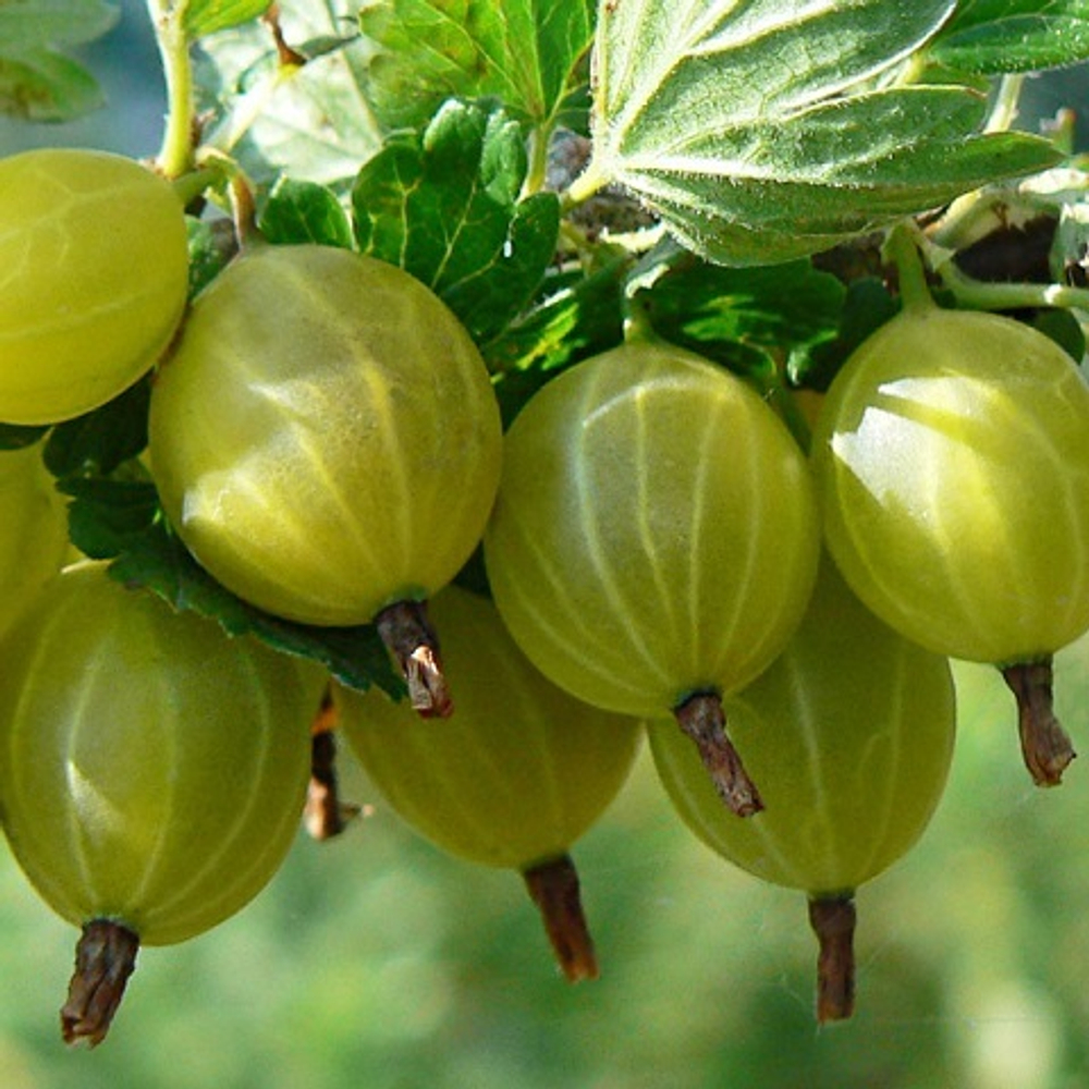 Крыжовник сорт Балтийский