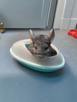 Песок для купания шиншилл Mr.Alex Chinchilla Dust Bath