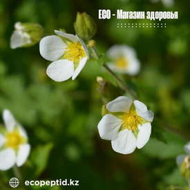 «Лапчатка белая»: природная поддержка щитовидной железы и гармонии организма