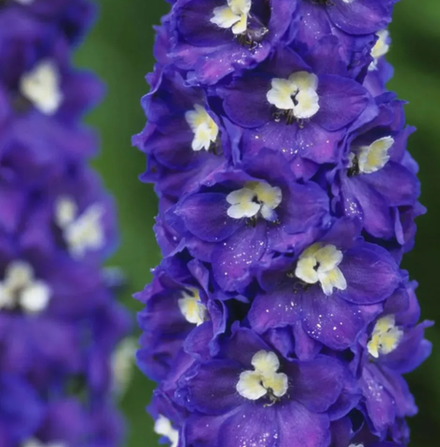 Дельфиниум Пацифик Кинг Артур рассада конец апреля 26