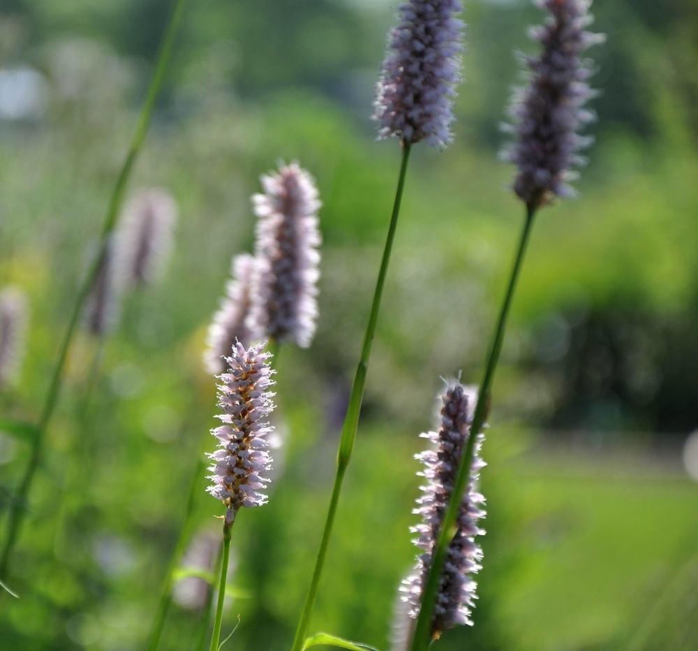 Горец змеиный "Superba". Persicaria bistorta "Superba".