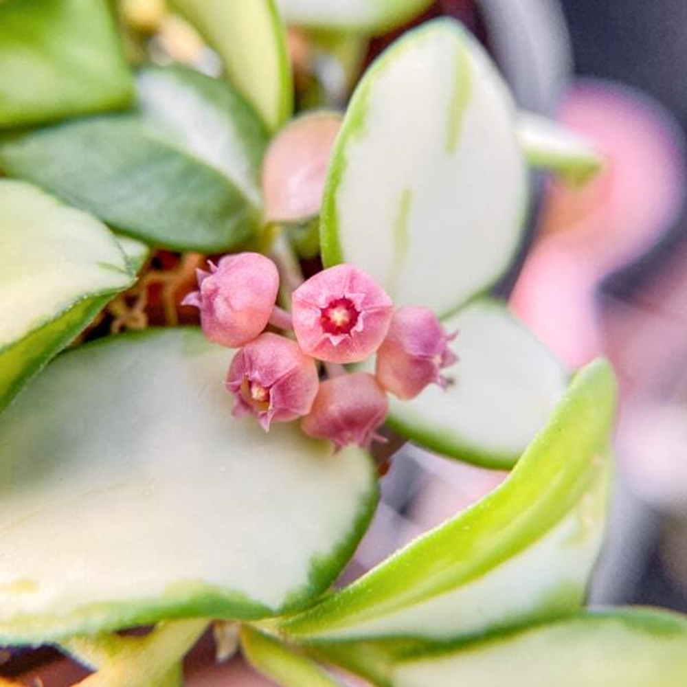 Хойя HEUSCHKELIANA VARIEGATA