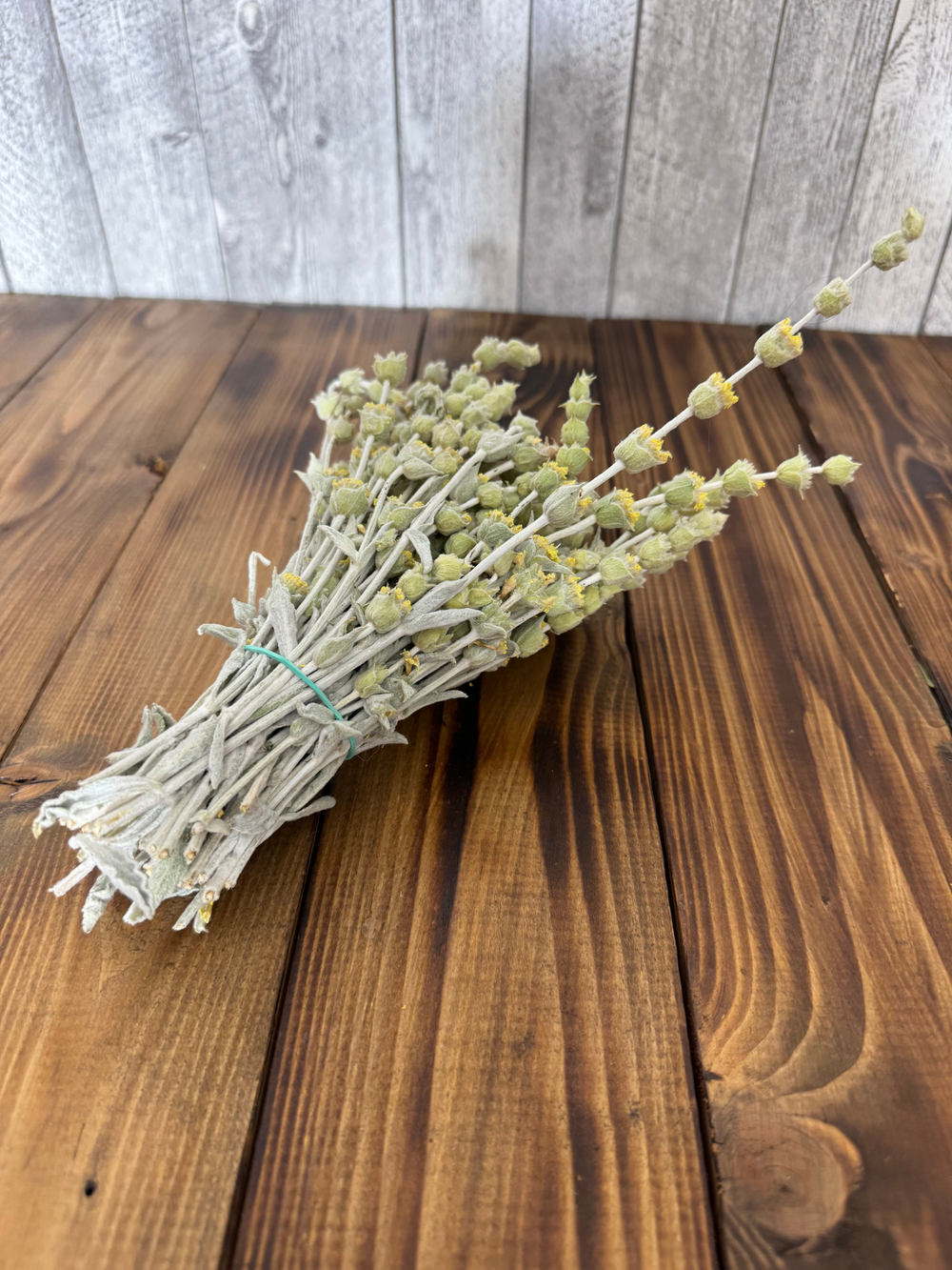 Лимонник крымский - Чабан трава