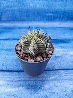 Euphorbia meloformis f. Variegated (Эуфорбия вариегатная)