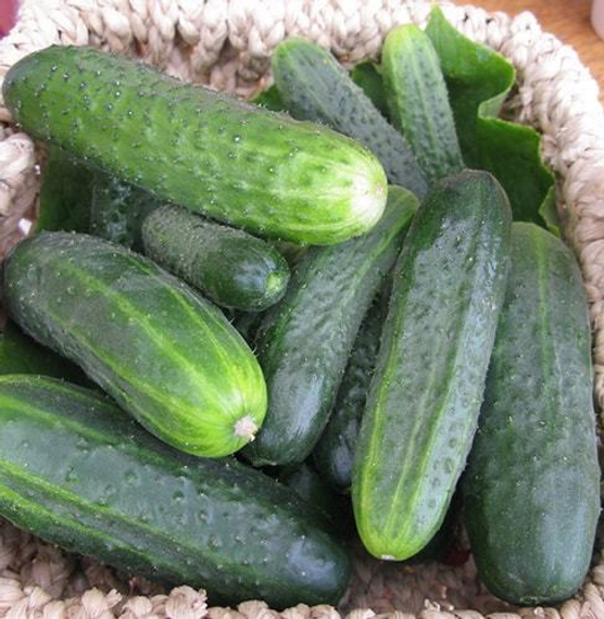 ГЕКТОР F1 семена огурца (Nunhems | Alexagro) – фото 4