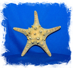 Морская Звезда 12,5 - 15 см