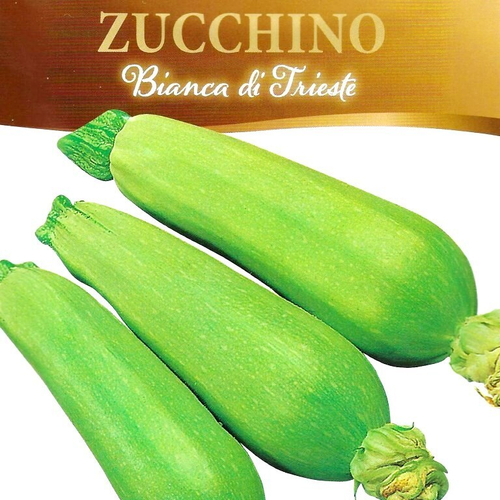 Цукино Белый из Триеста - Bianca di Trieste Zucchino