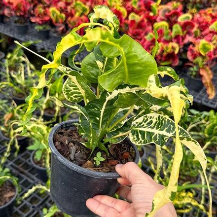 Кротон WAEN GAEW