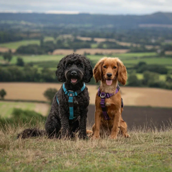 Шлейка TRI BullyBillows