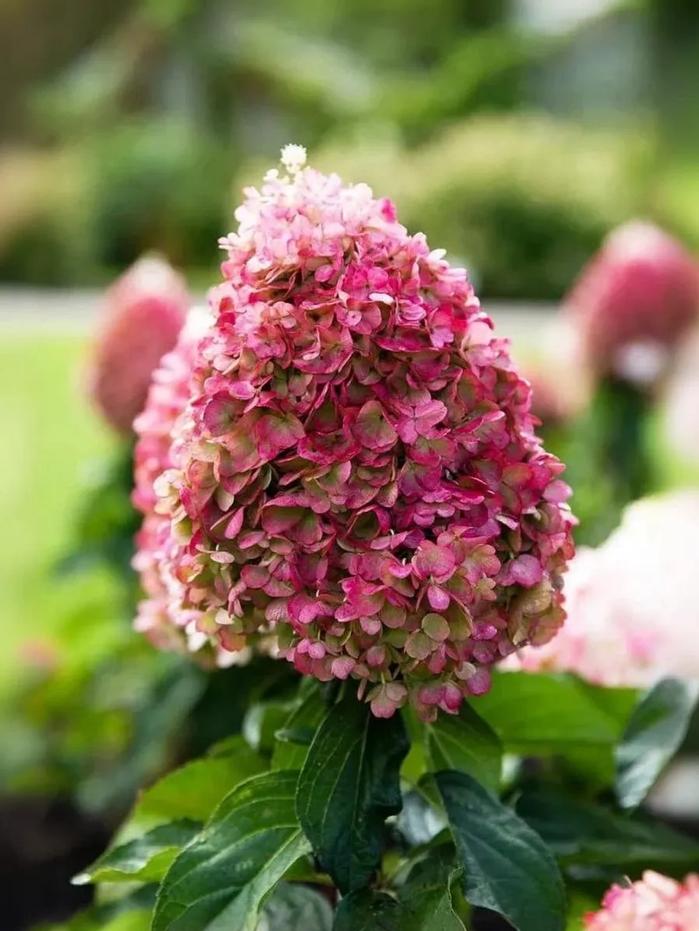 Гортензия метельчатая Пинки Промис