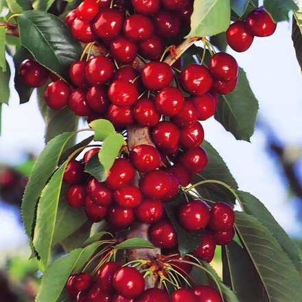 Черешня колоновидная Сэм