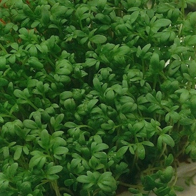 Забава семена кресс-салата (ПОИСК)