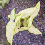 Сингониум ANGUSTATUM DAZZLING RAIN