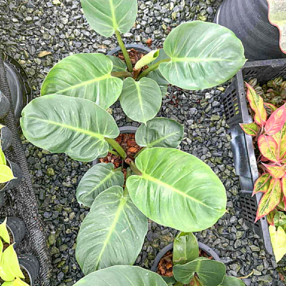 Филодендрон RUAY SAB ROUND LEAF M