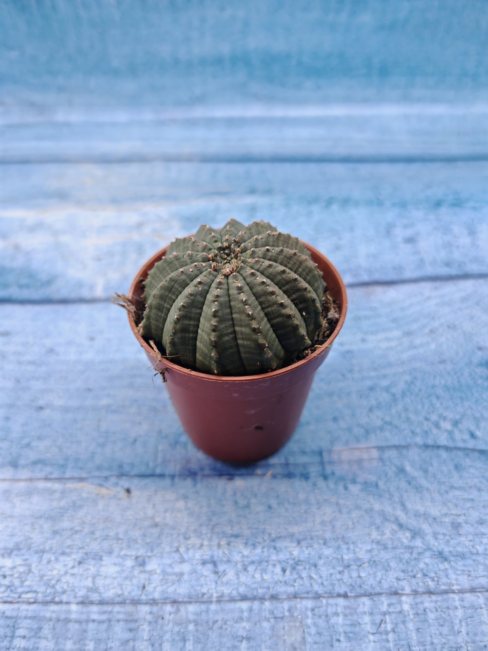 Euphoria Obesa (Эуфорбия)