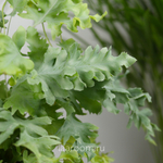 Флебодиум Давана 12/35