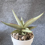 Сансевиерия SWAN DANCER