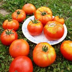 Помидоры Ранние Лабрадор