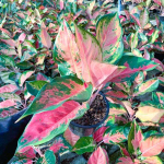 Аглаонема PA RAM RUAY