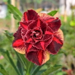 Адениум SOLO BERSERI