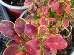 Барбарис Atropurpurea Nana Р12