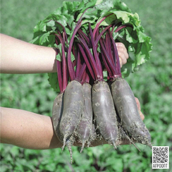 ТАУНУС F1 семена свеклы (Bejo | Alexagro)