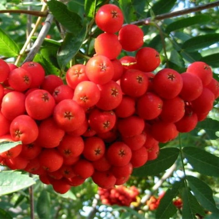 Рябина плодовая Невежинская (2-летняя) ЗКС