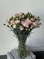 Диантусы кустовые нежно розовые