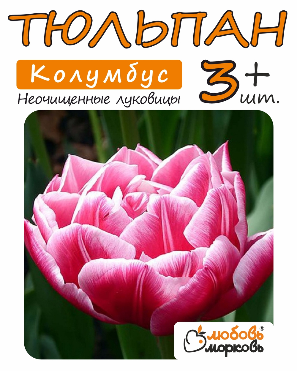 Тюльпан Луковица, Колумбус, 3+ шт