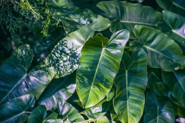 Филодендрон: тропический красавец в вашем доме