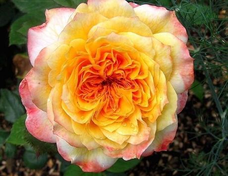 Жордж Донжан (Georges Denjean)