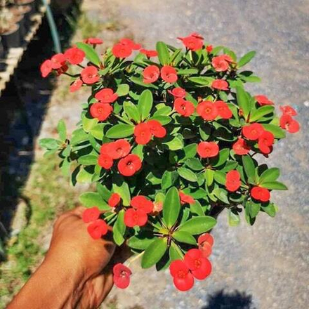 Эуфорбия Миля карликовая XMAS