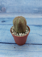 Euphoria Obesa (Эуфорбия)