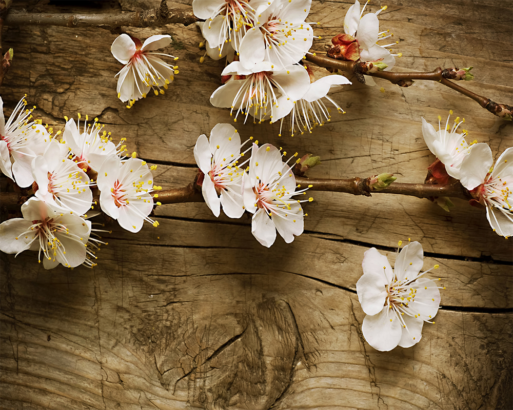 Цветы на досках