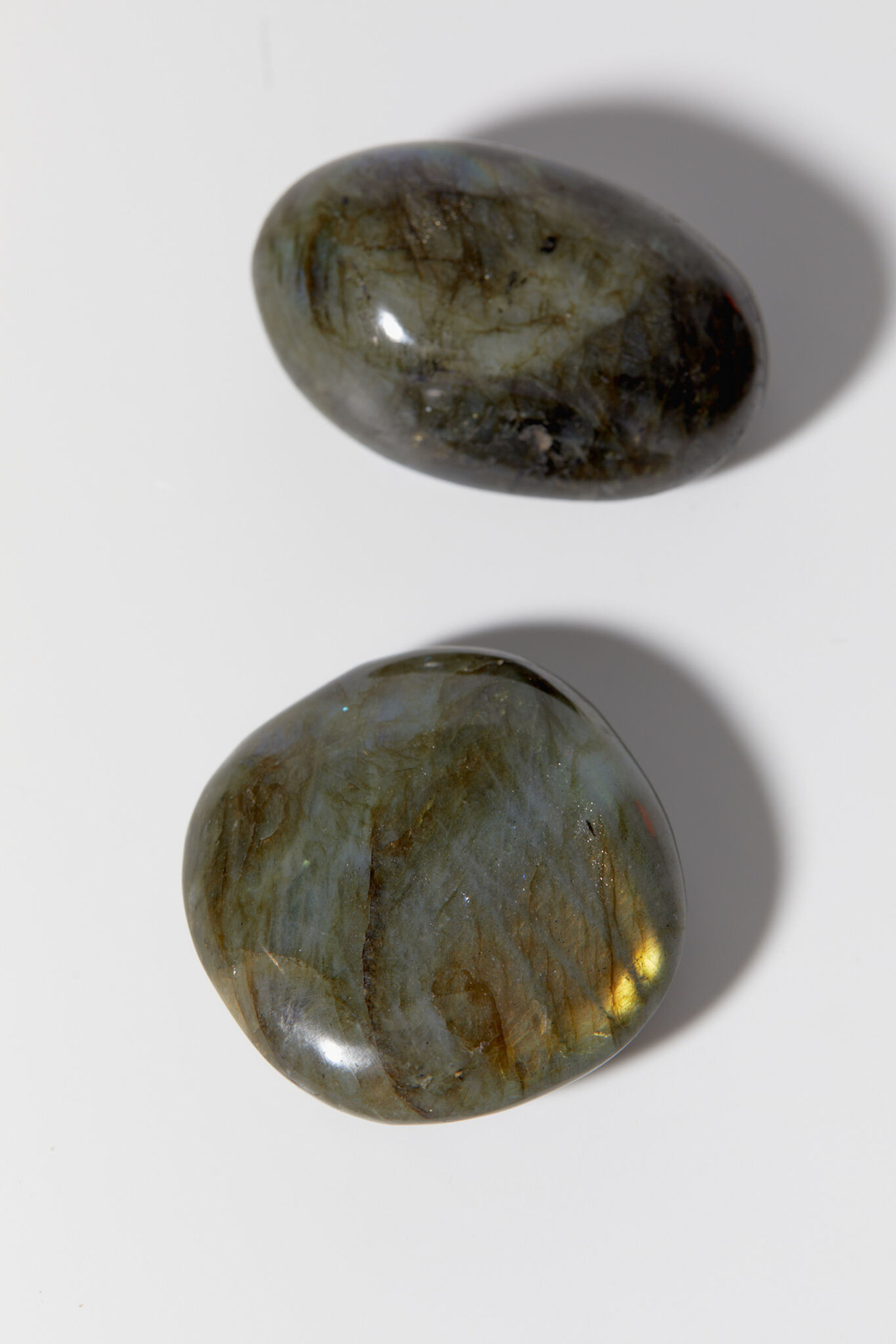 Лабрадор палмстоун M