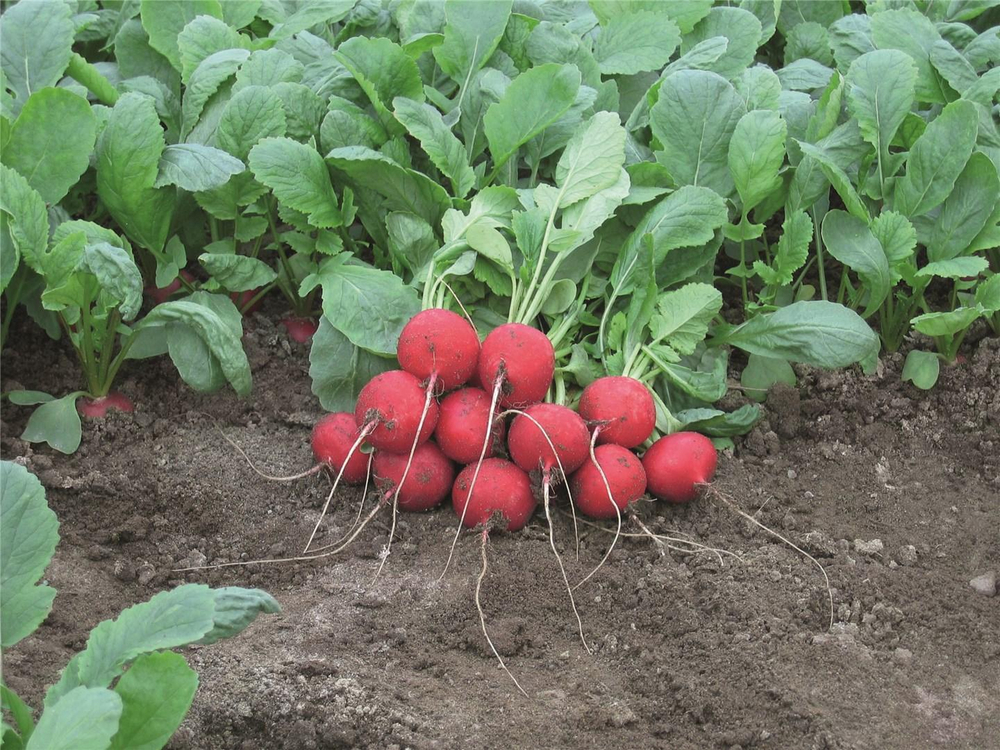 Ребел семена редиса (Bejo / Бейо)