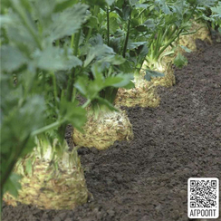 Диамант семена сельдерея (Bejo / Бейо)