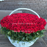 501 роза красная Эквадор экстра