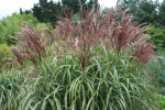 Мискантус китайский "Malepartus". Miscanthus sinensis "Malepartus".