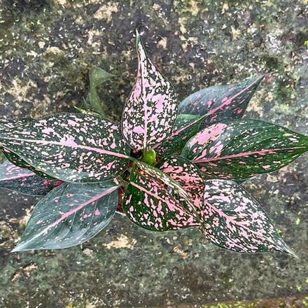 Аглаонема KAMKOON BLACK PINK